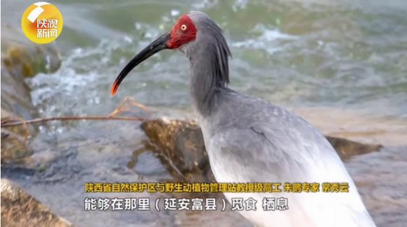 陜西延安首次發(fā)現(xiàn)瀕危鳥(niǎo)類(lèi)朱鹮：環(huán)境保護(hù)卓有成效！